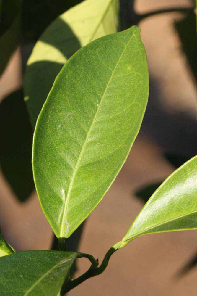              Unifoliolate leaf (Riverside, CA)       